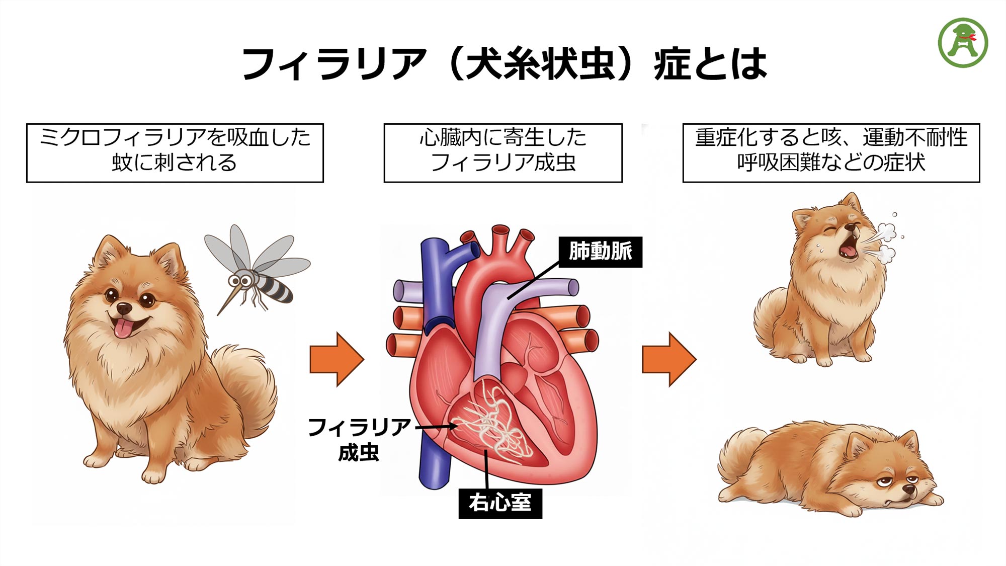 図：フィラリア症（犬糸状虫）とは