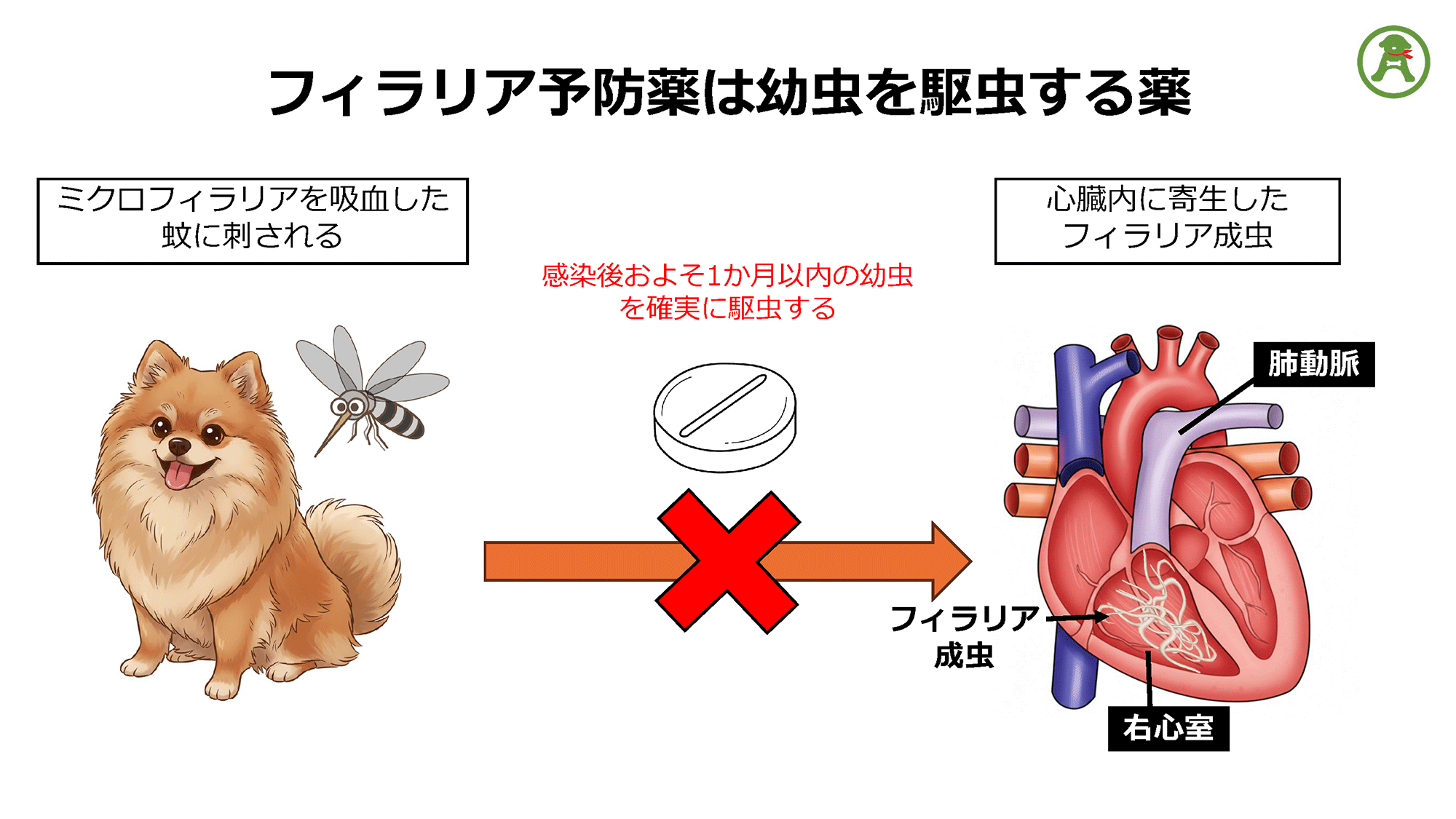 図：フィラリア予防薬は幼虫を駆虫する薬