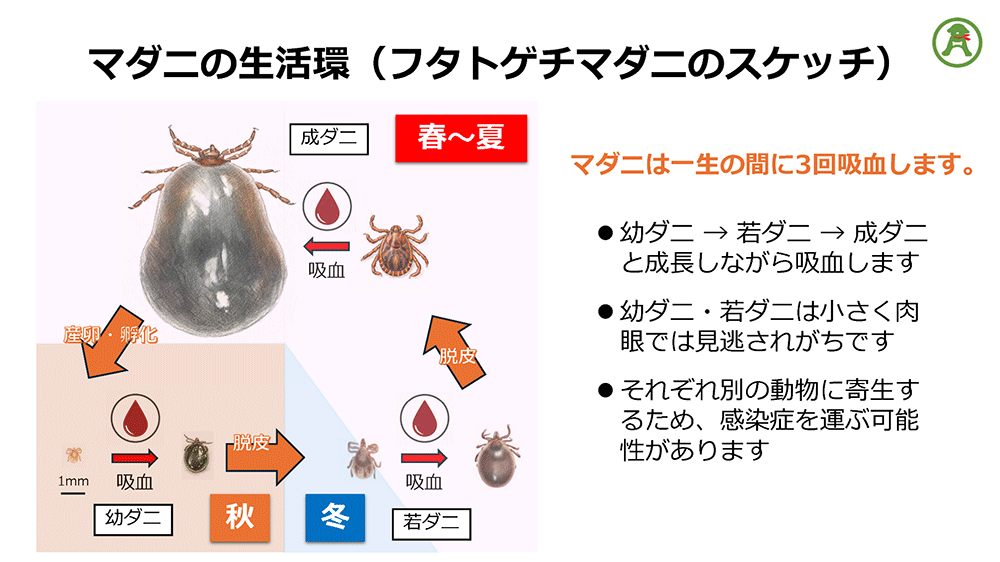 図：マダニの生活環（フタトゲチマダニのスケッチ）