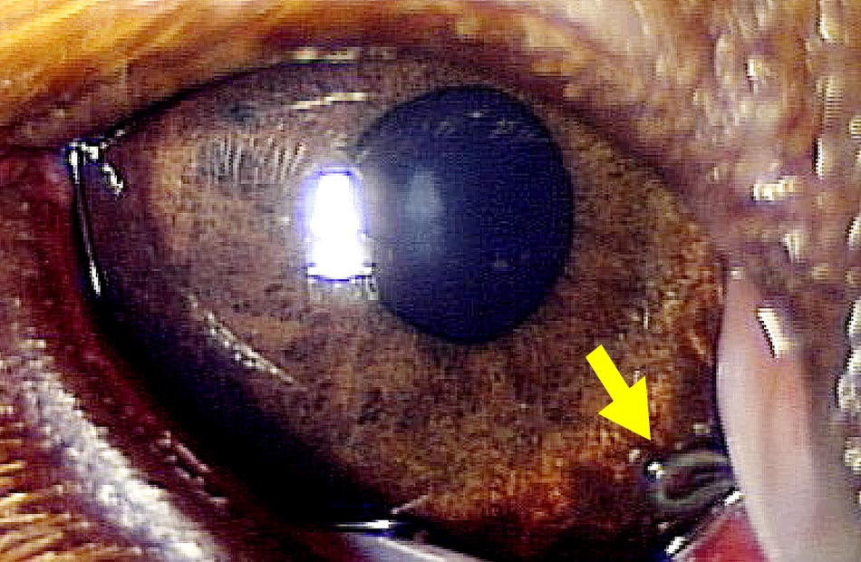 犬の眼に寄生する東洋眼虫の写真